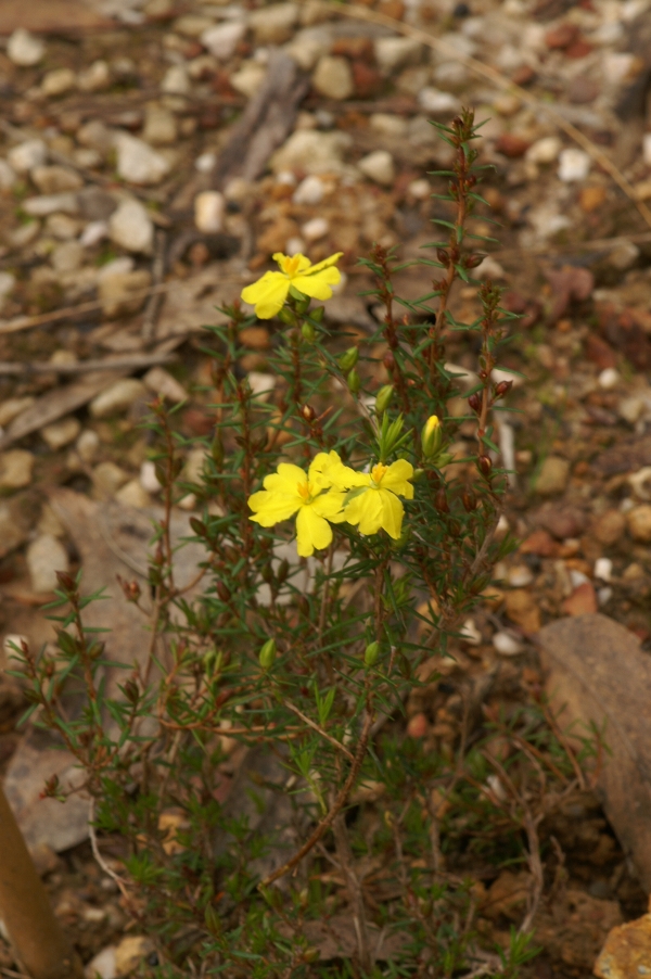 Hibbertia eutiaces